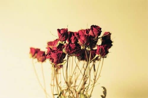 dried roses arrangment by and.korn (https://www.flickr.com/photos/andkorn/2344775442/in/photostream/) via Creative Commons